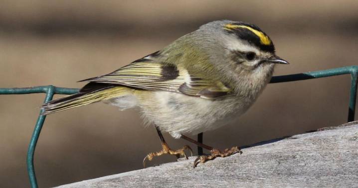 Feathered Friends: Fall is a pretty time of year