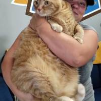 Butterscotch the cat goes viral in Daviess County rescue story