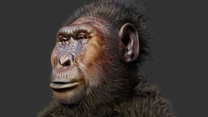 Rare Fossils Reveal Surprisingly Gorilla-Like Features of Ancient Human Relative
