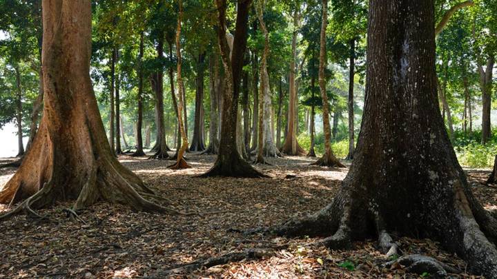 Centre tells NGT it is aware of Great Nicobar project’s biodiversity impact, has mitigation plan