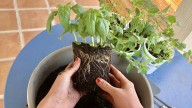 Avoid Dividing These 14 Herbs At All Costs