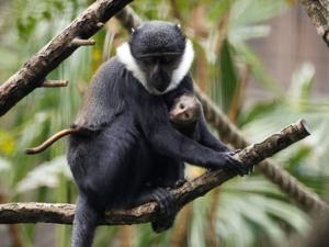 Adorable rare baby monkey born at zoo