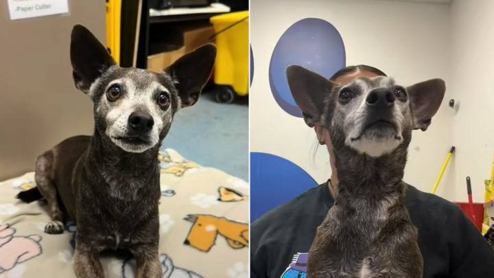 Dog Returned To Texas Shelter After 12 Years Shakes With Fear Until He Sees A Familiar Face