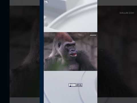 🦍Los gorilas de Dallas se mudan al Zoológico de San Antonio.🚚