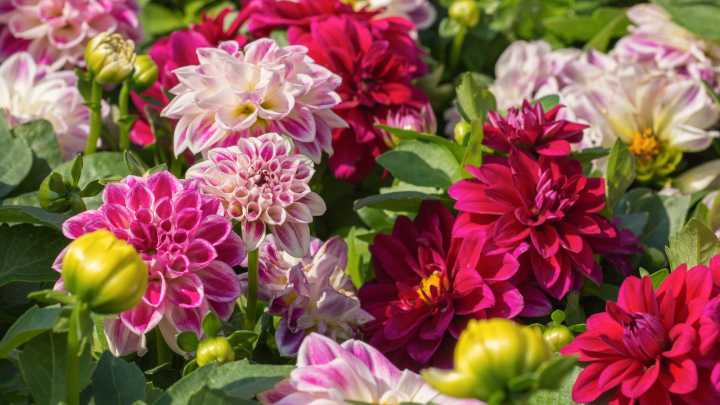 Can You Cut Back Dahlias Now? What To Do For Better Blooms