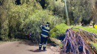Tráiler derriba árbol y afecta la circulación en Calzada Ignacio Zaragoza