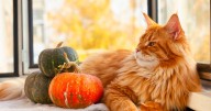 ‘I brought a pumpkin home for Halloween but my cats reaction left me amazed’