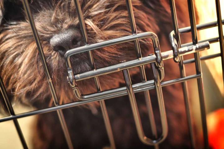 Dog Owner on TikTok Defends Decision to Use Behavioral Euthanasia