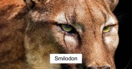 Artist Shows How These Extinct Animals Might’ve Looked In Real Life In His 30 Illustrations