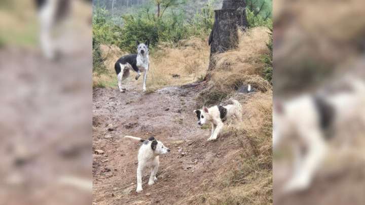 Washington Rescuers Race Against Time To Save Mom Dog And Her Litter In The Rain