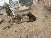 Fiel hasta la muerte: perrito no se separa de la tumba de su dueña en el panteón Tepeyac