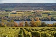 Finger Lakes recognized nationally as ‘American Wine Region of the Year’ for 2025
