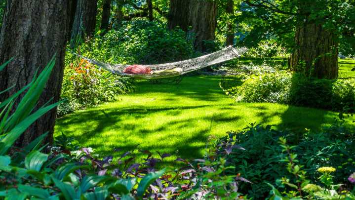 Here's One Of The Few Flowers That Bloom All Year—Perfect For Warm, Shady Gardens