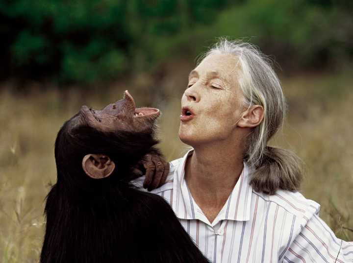 Fallece Jane Goodall, pionera en el estudio de chimpancés y defensora del planeta