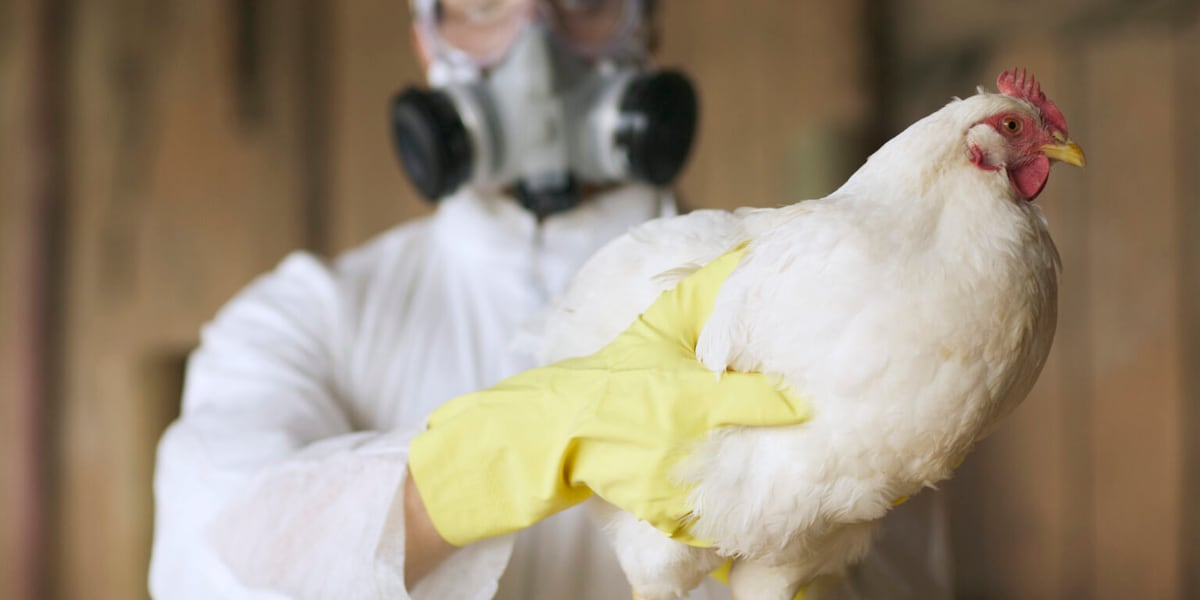 Bird flu detected in Gordon County commercial chicken flock, state says