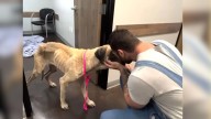 Oregon Rescue Turns A Malnourished Dog’s Life Around In Stunning Transformation