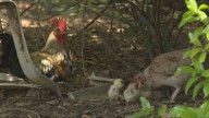 Decenas de gallinas aparecen muertas en un parque de Torrevieja: los vecinos afirman que fueron envenenadas