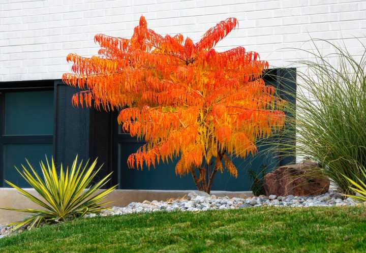 Ask the Master Gardener: Transplant Tiger Eyes sumac suckers to improve your landscape