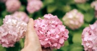 5 things gardeners should do to save hydrangeas before first frost hits