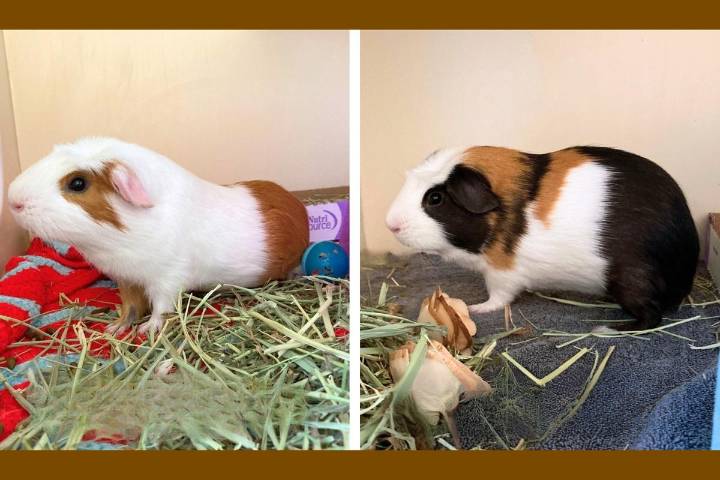 Meet Chowder and Gazpacho at Wenatchee Humane Society