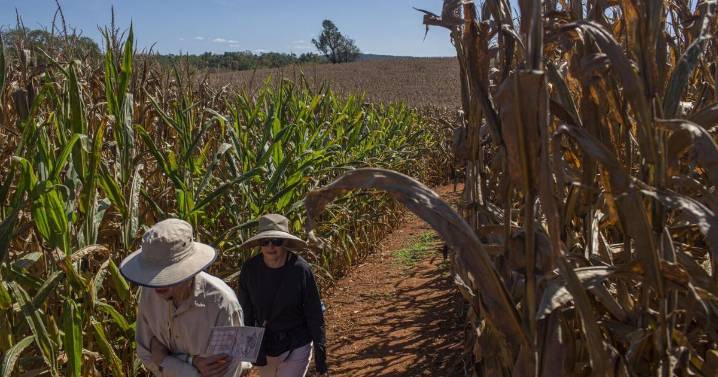 Liberty Mills Farm closes famous corn maze after staff 'threatened' over weekend