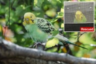Exclusive | Mei Mei the parakeet finally captured after weeks on the run in Central Park
