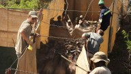 Reviving this African game reserve meant catching and transporting hundreds of wild animals