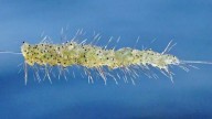 Spiny creature plaguing Canadian lakes now threatens New Hampshire waters