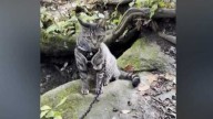 Ray Ray the cat rides 100 miles on family's van to join their vacation to New Hampshire
