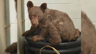 Rescuers Find Frail Animal In California Woods, Then Realize It’s Something Wild
