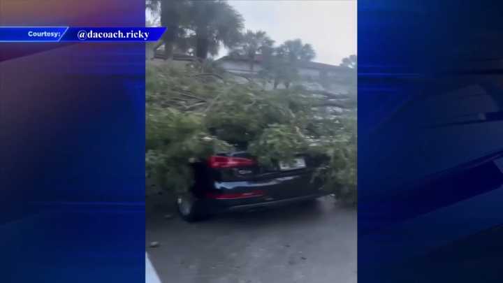 Video shows large tree on top of car at Hollywood condominium