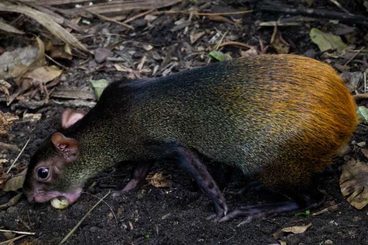 Baby Brazilian agouti born at Orlando Science Center