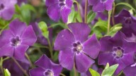 La planta ideal para este invierno: soporta las bajas temperaturas y no requiere cuidados constantes