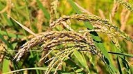 ﻿Direct transfer of Rs.1,945.99Cr to farmers’ bank accounts in Haryana during Kharif procurement season