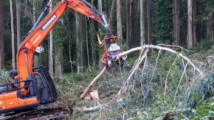 Arume urge la prórroga de la moratoria del eucalipto hasta que haya un reglamento específico