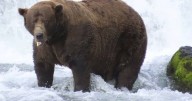 Chunk with a broken jaw wins Fat Bear Week title