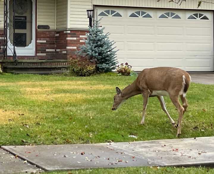 North Olmsted preparing for deer culling season with new resident survey