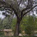 Firewood Literally Grows On Trees