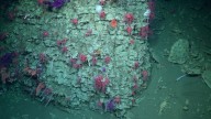 Streaming del Conicet en el mar de la Patagonia: "La ciencia le interesa a la comunidad"