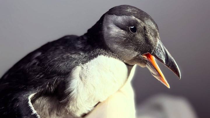 Juvinille puffin crash-lands in Massachusetts backayard