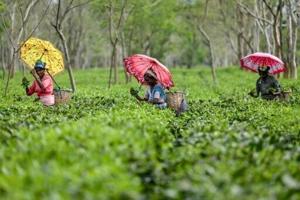 Extreme rains hit India’s premier Darjeeling tea estates