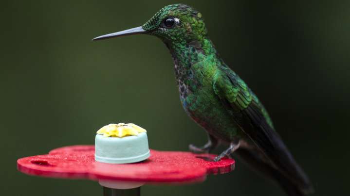 The Popular Hummingbird Feeder Winter Warming Hack You May Want To Skip