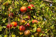 Sleeping Bear’s antique apple orchard offers a rare souvenir from the park’s early settlers