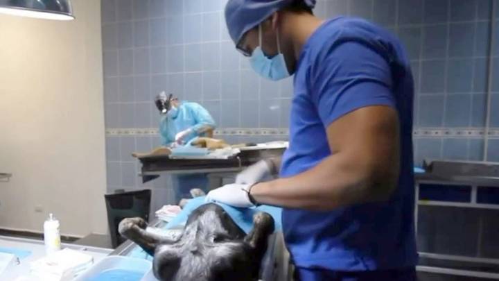 Arrancará campaña masiva y gratuita de esterilización de mascotas en León