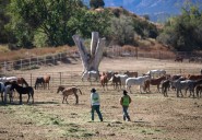 Wild horses held at Colorado prison to be shipped out of state