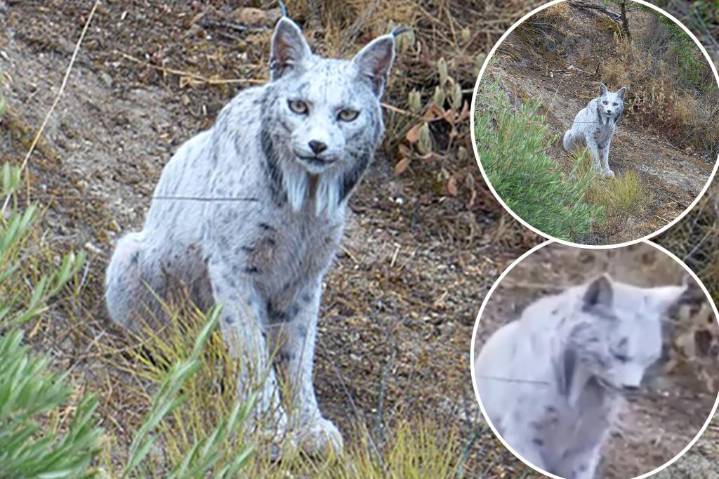 Ultra-rare white Iberian Lynx caught on camera for the first time since near