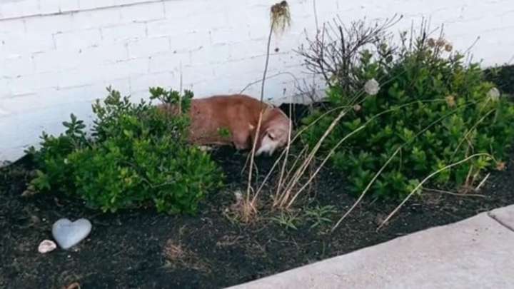 Tennessee Couple Moves Into Their New Home And Finds A Furry Guest Waiting Outside