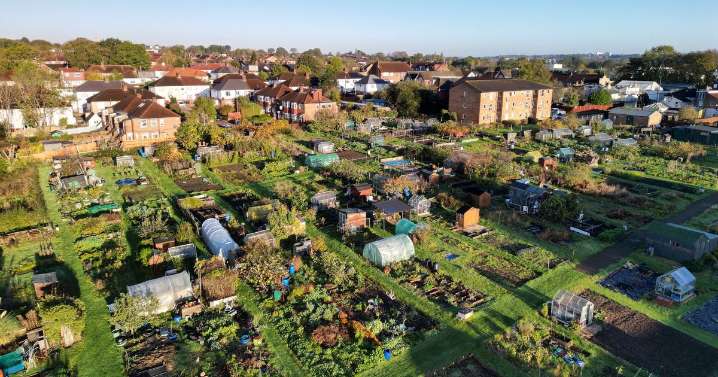3 'crucial' allotment tasks to carry in October to ensure a spring 'head start'