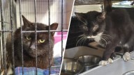 67 cats rescued from Bensalem shelter: Bucks County SPCA