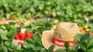 Comienzan a trabajar 105 senegaleses en un proyecto piloto en campañas agrícolas en Huelva
